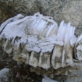 The teeth obviously outlast the supporting bone matter when subjected to decomposition