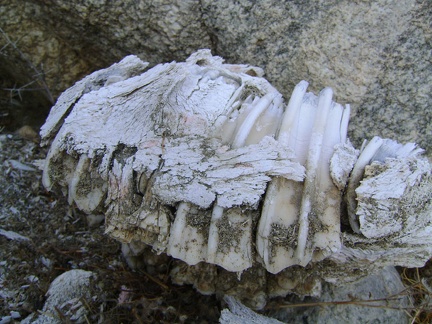 The teeth obviously outlast the supporting bone matter when subjected to decomposition