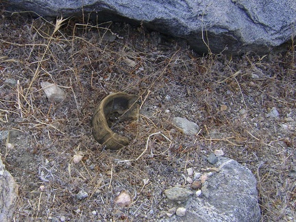 A horn fragment nearby