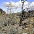 Another burned chilopsis linearis (desert willow) in Bull Canyon