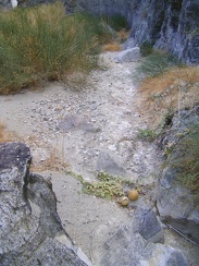 Coyote melon in Bull Canyon, Mojave National Preserve