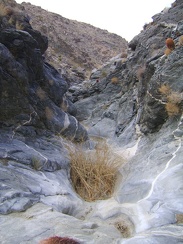 A tuft of grass grows in a tinaja (rock water basin) in the narrows in Bull Canyon