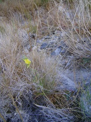 At this time of year when so many plants are going dormant, it's surprising to come across a lone yellow flower in Bull Canyon