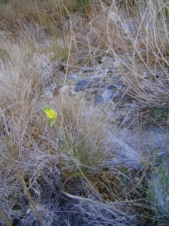 At this time of year when so many plants are going dormant, it's surprising to come across a lone yellow flower in Bull Canyon
