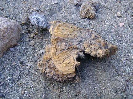 Gnarled root or trunk, probably from chilopsis linearis (desert willow), which seems to be the only tree in Bull Canyon