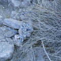 Even way out here in Bull Canyon, I again come across an old balloon; I doubt someone had a birthday party right here