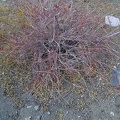 A few dried red buckwheat flowers from this past summer remain in Bull Canyon
