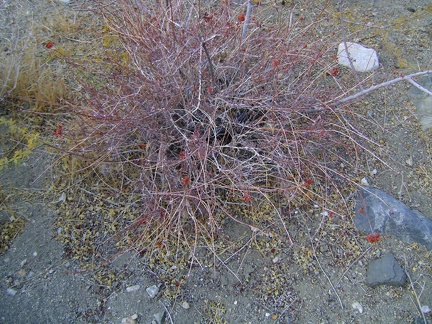 A few dried red buckwheat flowers from this past summer remain in Bull Canyon