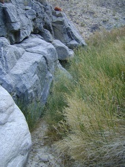 At times, an imaginary corridor along the canyon wall provides a best way to squeeze past heavy brush