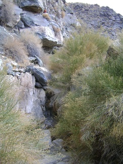 I'll get past this patch of rabbitbrush by walking up the rock steps at the base of the canyon wall