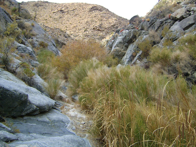 I bushwhacked through some of this brush on the way up Bull Canyon, so I'll do it again on the way back down