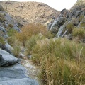 I bushwhacked through some of this brush on the way up Bull Canyon, so I'll do it again on the way back down