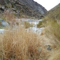 Dried cattails in Bull Canyon, Mojave National Preserve