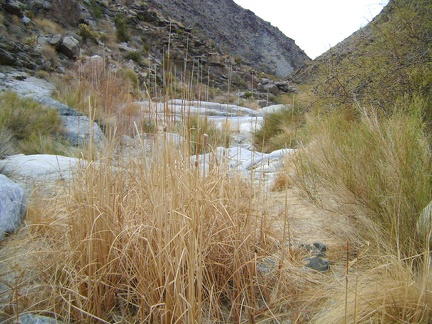 Dried cattails in Bull Canyon, Mojave National Preserve