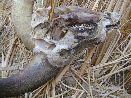 Skull close-up