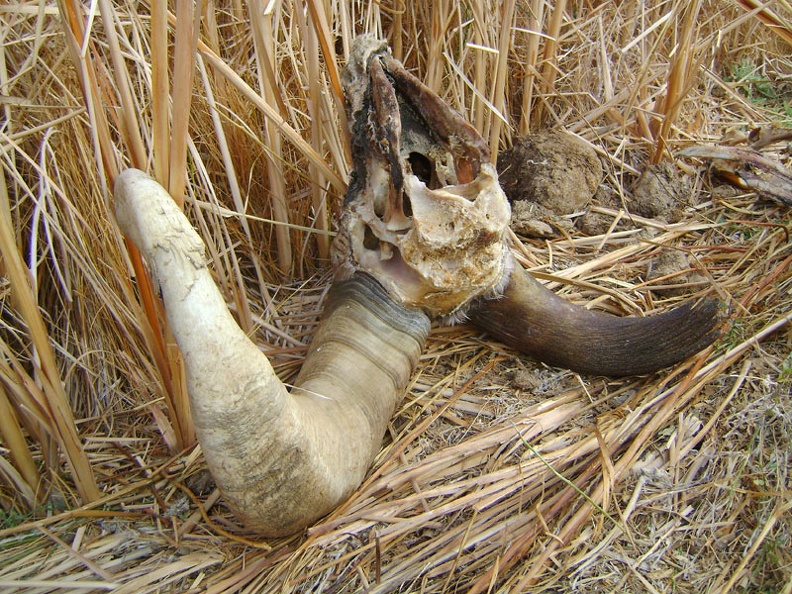 Horn-and-skull close-up