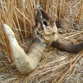 Horn-and-skull close-up