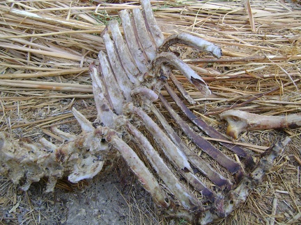 Ribs close-up