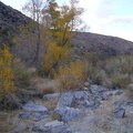 These yellow-leafed trees in lower Bull Canyon...