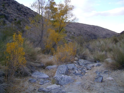 These yellow-leafed trees in lower Bull Canyon...