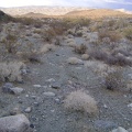 The open space at the bottom of Bull Canyon is easy to hike after all the dense brush and large rock in the upper canyon