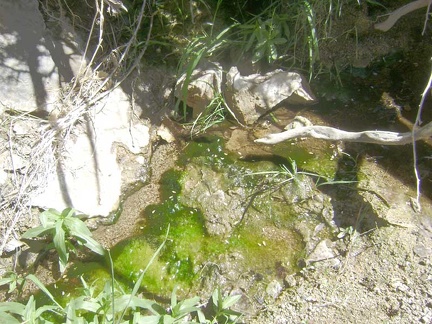 The meagre stream contains as much algae as it does water