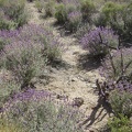 Lots of purple salvia dorrii flowers in this area