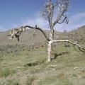Burned joshua tree near Butcher Knife Canyon, Mojave National Preserve