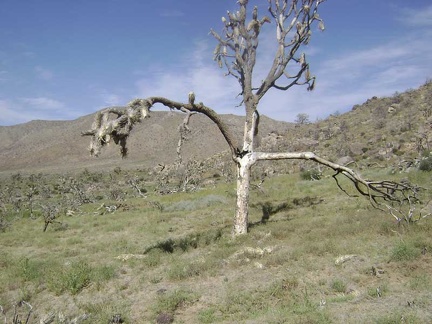 Burned joshua tree near Butcher Knife Canyon, Mojave National Preserve