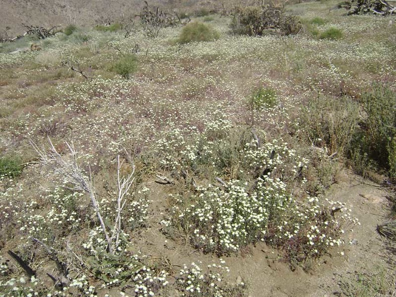 For some reason, this meadow near Butcher Knife Canyon is resplendent with small white flowers