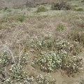 For some reason, this meadow near Butcher Knife Canyon is resplendent with small white flowers