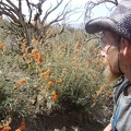 On the way up to the mine tailings, I cross a drainage with profuse desert-mallow blooms