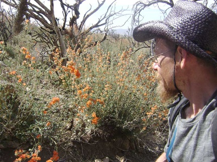 On the way up to the mine tailings, I cross a drainage with profuse desert-mallow blooms