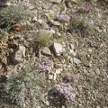 Many flowering phlox are found in this area