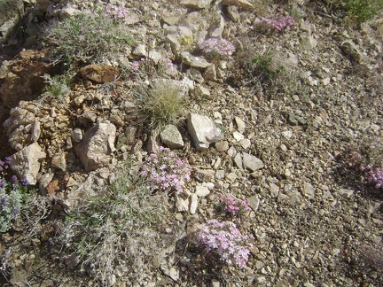 Many flowering phlox are found in this area