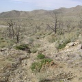 I walk down to the wash of Butcher Knife Canyon on the remains of the old mine access road