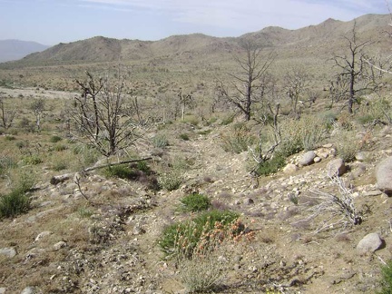 I walk down to the wash of Butcher Knife Canyon on the remains of the old mine access road