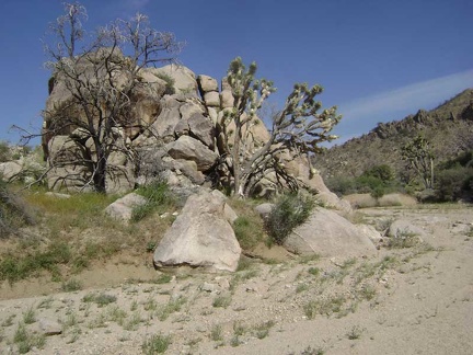 A boulder pile and joshua trees greet me as I arrive at Butcher Knife Canyon wash