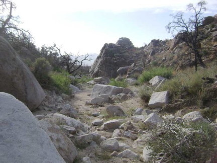 I'd like to hike further up the canyon and over the hill to the other side of the New York Mountains if I had time