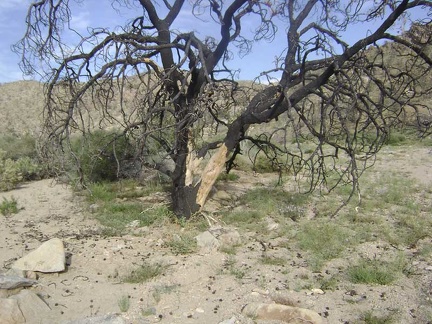 Many burned pine cones are scattered on the ground around here