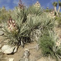 Colonies of flowering banana yucca populate some of the walls of the wash below Butcher Knife Canyon