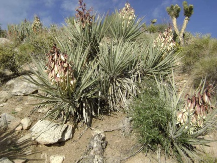 Colonies of flowering banana yucca populate some of the walls of the wash below Butcher Knife Canyon