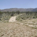 I begin the hike up the road to Cottonwood Canyon and Cottonwood Spring, at the base of the New York Mountains