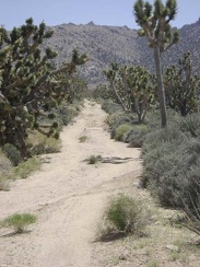 The joshua tree forest gets denser as one gets closer to Cottonwood Canyon at the bottom of the mountains