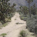 The joshua tree forest gets denser as one gets closer to Cottonwood Canyon at the bottom of the mountains