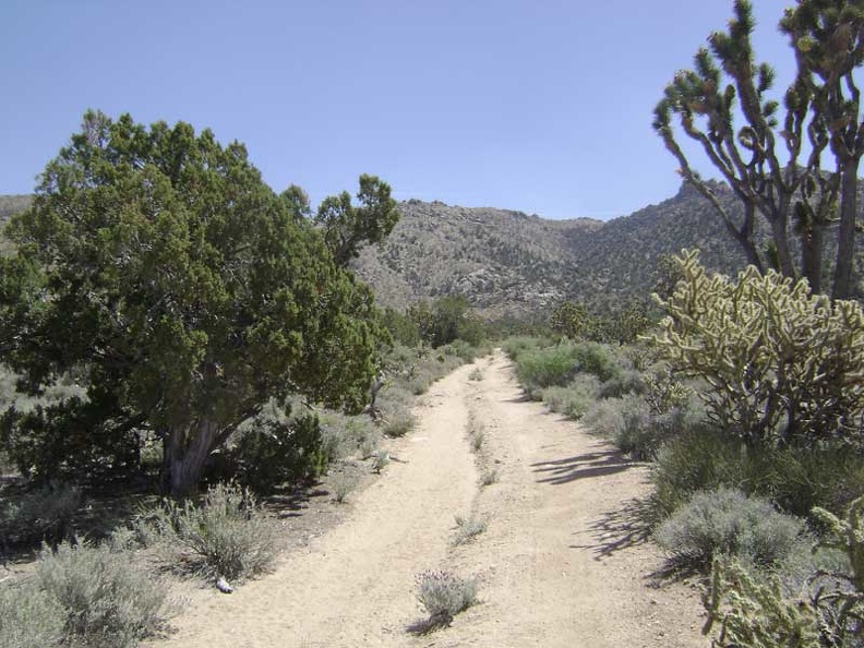 10 minutes later, as I approach the base of the New York Mountains, lush juniper trees like the one on the left begin to appear