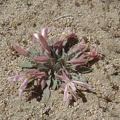 Desert primrose