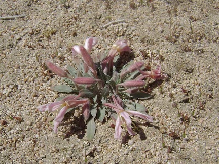Desert primrose