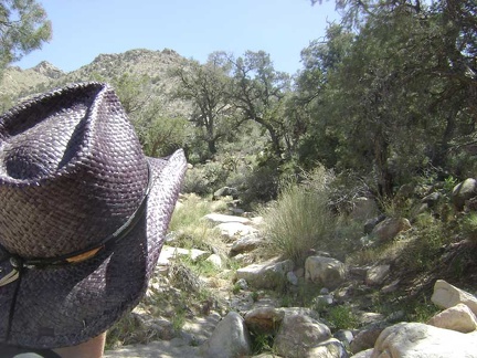 Here I am starting up Cottonwood Canyon at the base of the New York Mountains, Mojave National Preserve