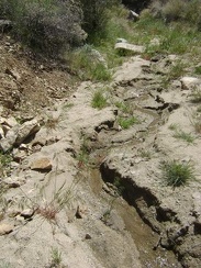 Awesome: a tiny stream in Cottonwood Canyon, Mojave National Preserve